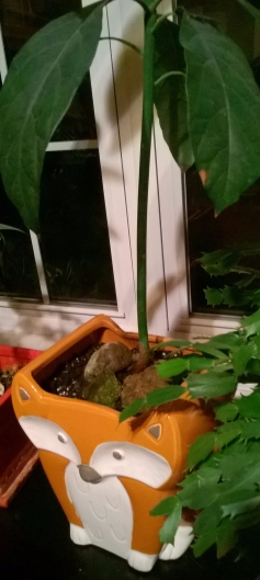Avocado tree in a fox pot